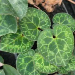 Cyclamen graecum